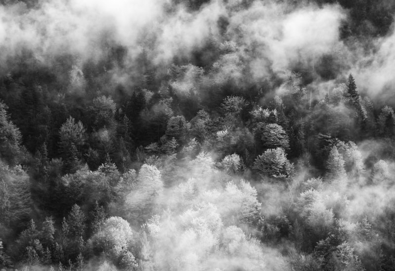 footer_ness_misty-forest